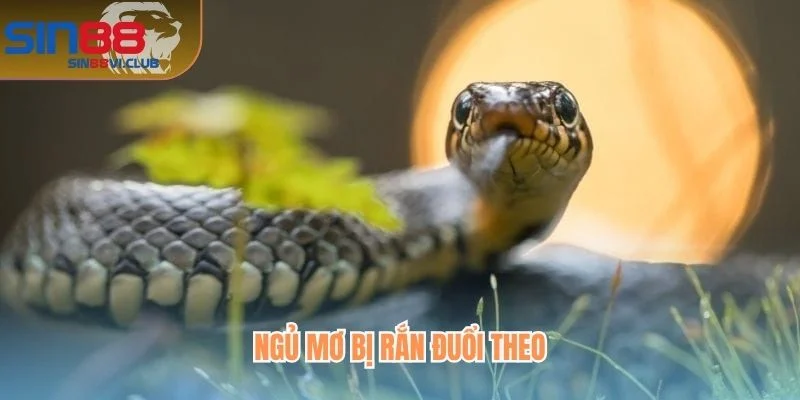 Ngủ mơ bị rắn đuổi theo